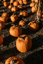 Pumpkin 1 TON